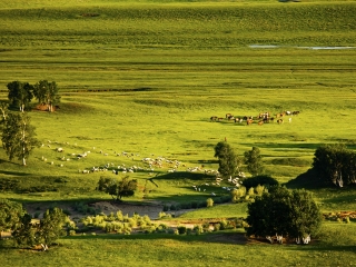塞罕坝国家森林公园