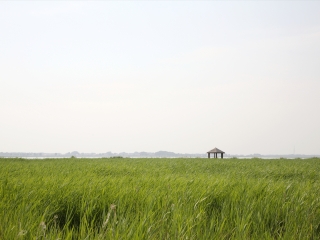 扎龙自然保护区