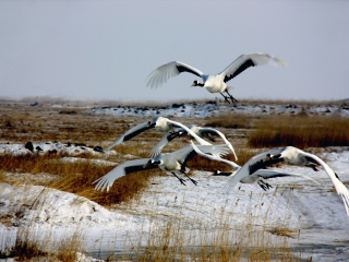 扎龙自然保护区