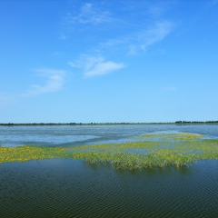 中国最美湿地、千鸟湖湿地_3114
