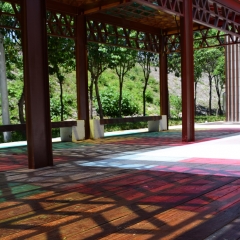 信阳波尔登公园的森林景观_2796