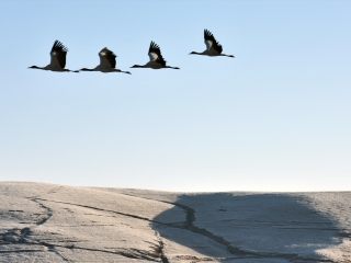 大山包黑颈鹤保护区