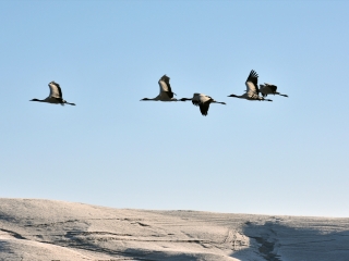 大山包黑颈鹤保护区