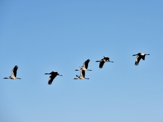 大山包黑颈鹤保护区