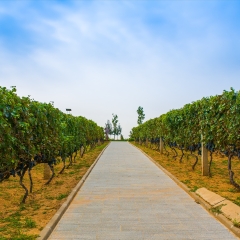 华夏葡萄酒庄园_4890