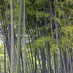 竹林_2629