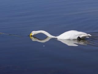 巴音布鲁克天鹅湖