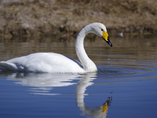 巴音布鲁克天鹅湖