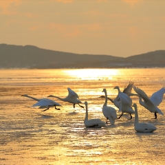 鸟类、山东烟墩角日出映天鹅_3762