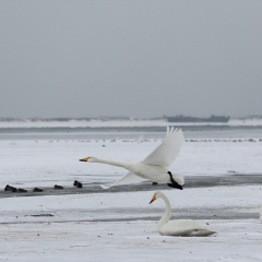 鸟类、飞翔的大天鹅_3760