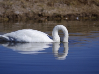 巴音布鲁克天鹅湖