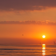 威海荣成石岛湾日出_3429