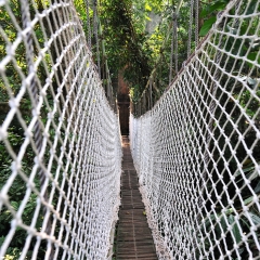 云南版纳望天树景区_2659