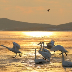 鸟类、山东烟墩角日出映天鹅_3761
