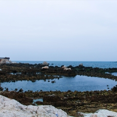 烟台养马岛_7235_10335