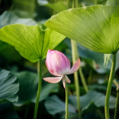昆山市赏园林景观_8179_12773