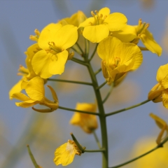 汉中赏油菜花_6908_9091
