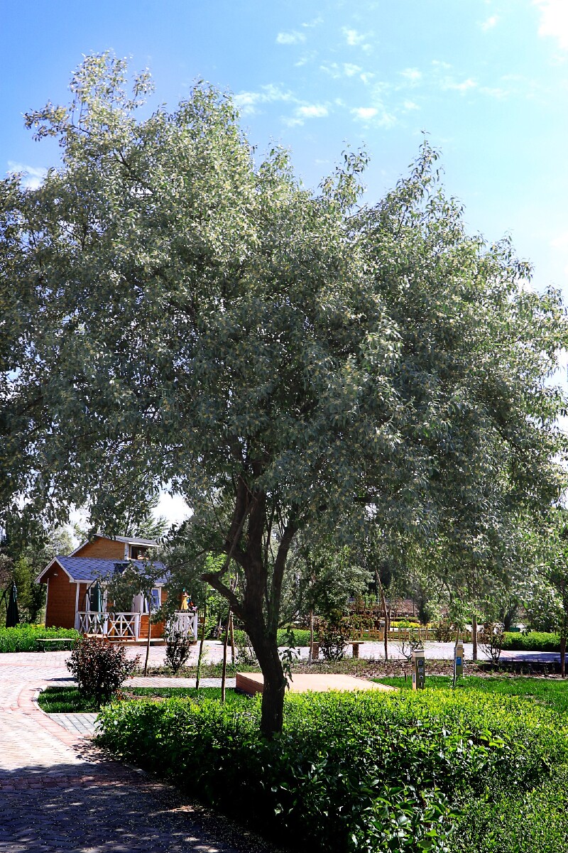 沙枣树与茶屋