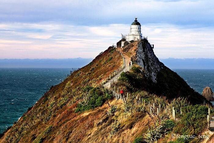 皇家加勒比#(首发)新西兰,南天星空下,与海狮企鹅有个约会