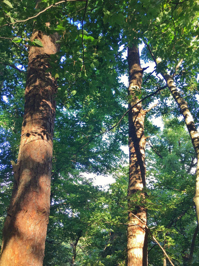 天目山有许多特有物种,其中首推天目铁木,全球