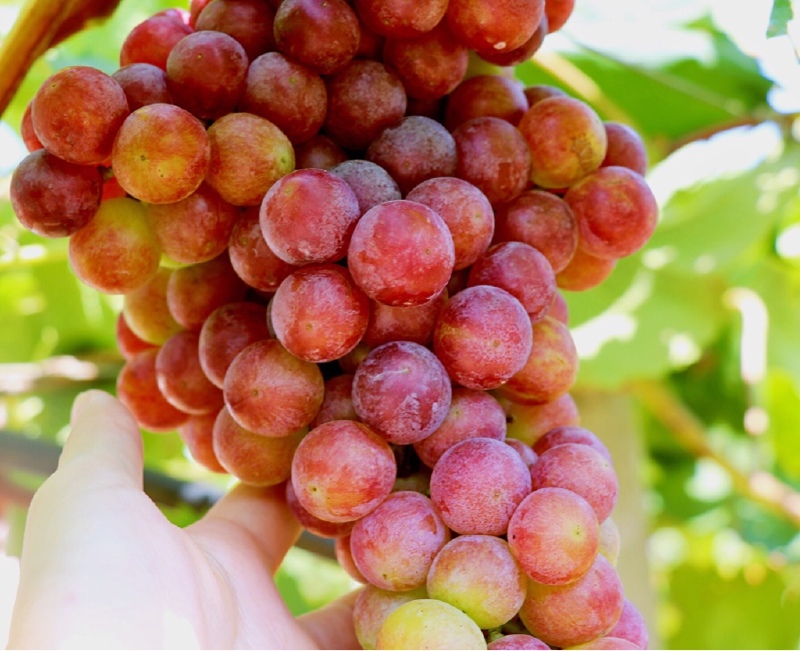 巴布洛遇见玛瑙葡萄遇见可爱吧你