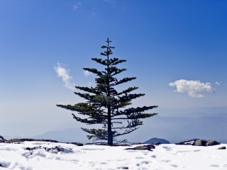 轿子山