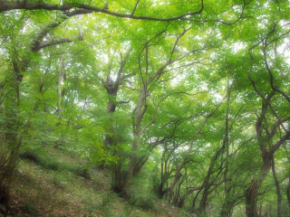 皇藏峪国家森林公园