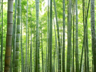 安吉竹子博览园