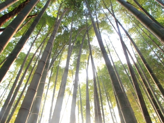 安吉竹子博览园