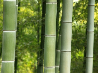 安吉竹子博览园