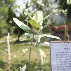 海南东坡书院的狗仔花_2468