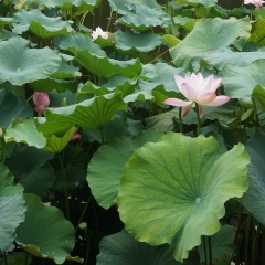 艺圃荷花_2479