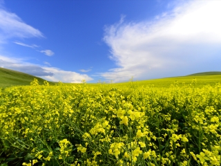 乌兰毛都草原