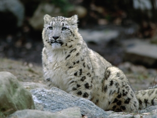 布朗克斯动物园