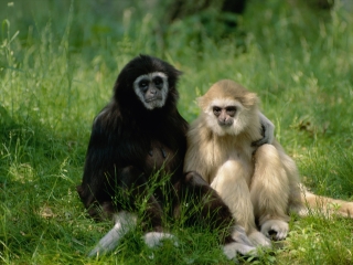 布朗克斯动物园