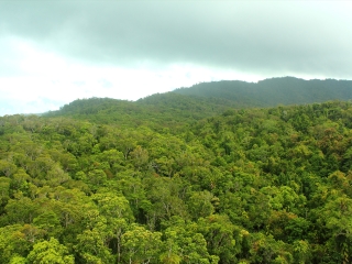 库仑达热带雨林