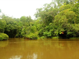 库仑达热带雨林
