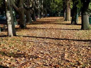 朗塞斯顿城市公园