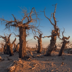 额济纳旗怪树林_21896 景点模块