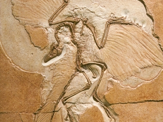 美国自然历史博物馆