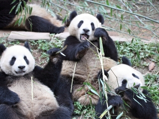 宽窄巷子旅游景点介绍_2019宽窄巷子简介_中