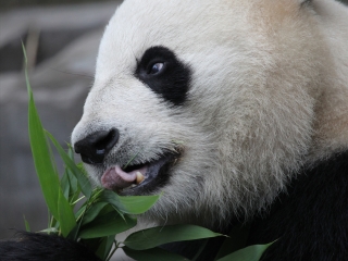 卧龙大熊猫自然保护区