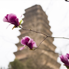 西安香积寺善导塔_12778