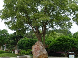 毛主席诗词碑林