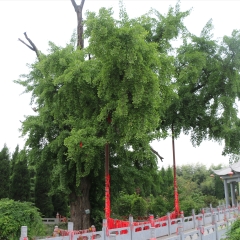 中国陕西户县重阳宫_12912