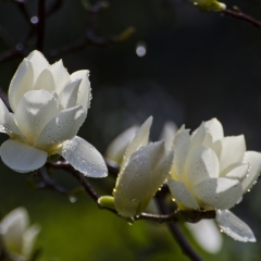 玉兰花_12670