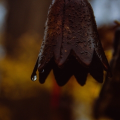 山东泰安玉泉寺_13198