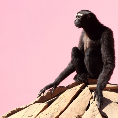 白眉长臂猿_13385