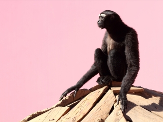 西霞口野生动物园