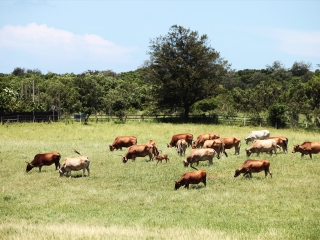 垦丁牧场